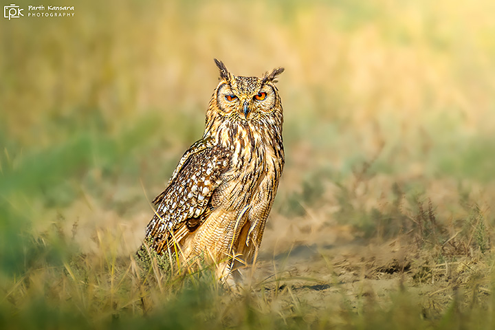 Rock Eagle Owl 